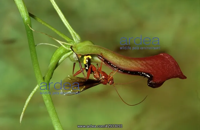 : Orchid dupe wasp - male lured by a false wasp-mating : Orchid dupe wasp - male lured by a false wasp-mating