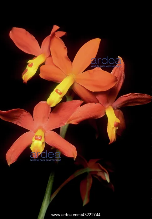 : Orchid, (Encyclia vitellina), Guatemala : Orchid, (Encyclia vitellina), Guatemala