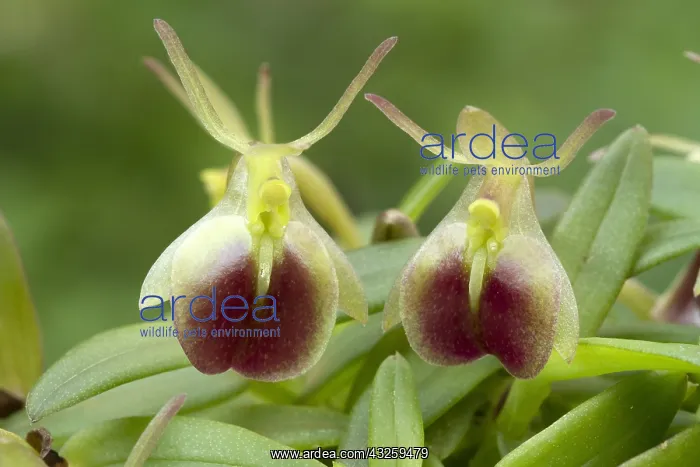 : Orchid (Epidendrum porpax) : Orchid (Epidendrum porpax)