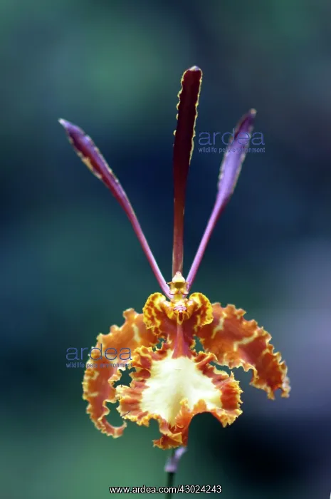  : Orchid flower