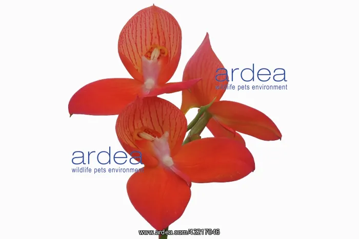 : Orchid, Flower of the gods, Disa uniflora Foam : Orchid, Flower of the gods, Disa uniflora Foam