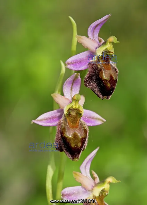  : Orchid in flower Sardinia, Italy