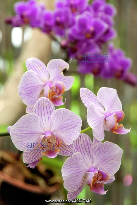 : Orchid flowers, Orchid Gardens of Sitio : Orchid flowers, Orchid Gardens of Sitio