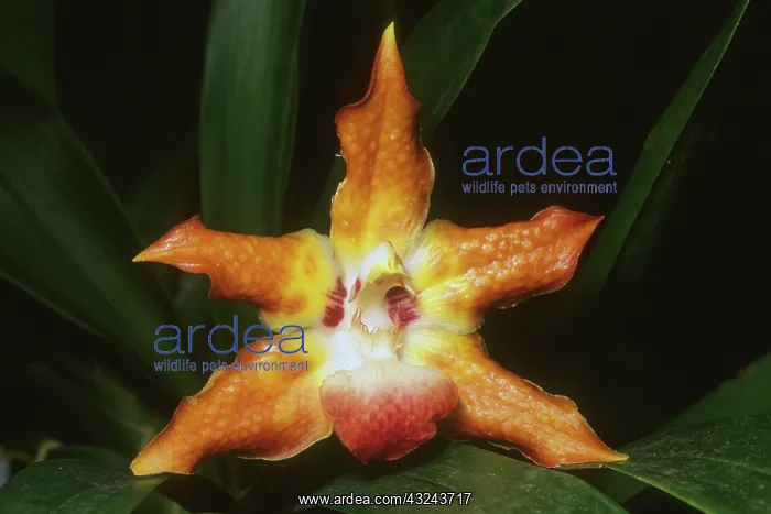 : Orchid, (Huntleya barthii), Costa Rica : Orchid, (Huntleya barthii), Costa Rica
