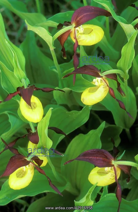 : ORCHID LadyIs Slipper : ORCHID LadyIs Slipper