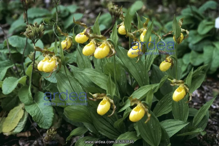 : ORCHID - Lady's Slipper : ORCHID - Lady's Slipper
