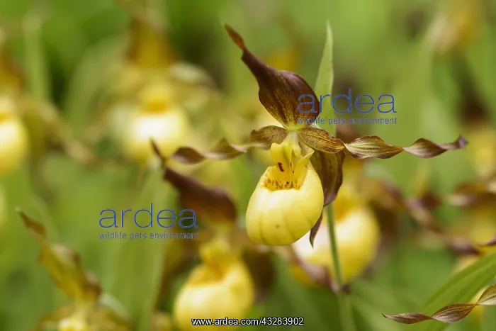 : Orchid, Lady's slipper orchid, Cypripedium Parville : Orchid, Lady's slipper orchid, Cypripedium Parville
