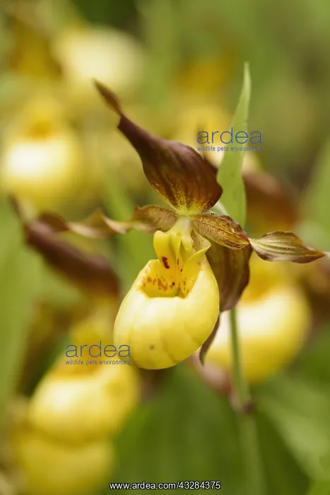 : Orchid, Lady's slipper orchid, Cypripedium Parville : Orchid, Lady's slipper orchid, Cypripedium Parville