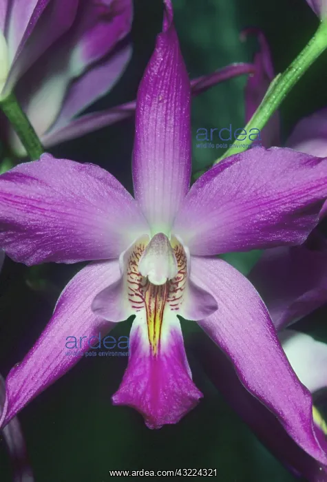 : Orchid, (Laelia gouldiana), Mexico : Orchid, (Laelia gouldiana), Mexico