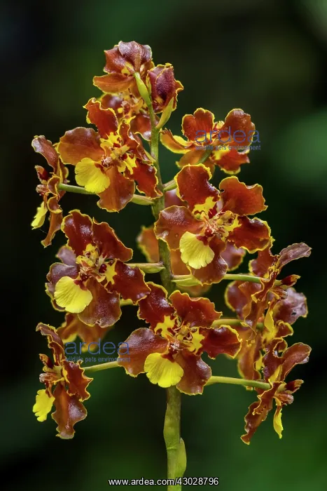 : orchid, Las Tangaras Bird Reserve, Choco, Colombia : orchid, Las Tangaras Bird Reserve, Choco, Colombia
