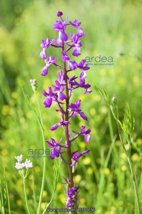 : Orchid, Loose flowered orchid, Anacamptis laxiflora : Orchid, Loose flowered orchid, Anacamptis laxiflora