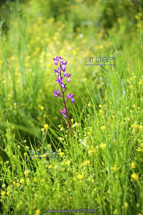 : Orchid, Loose flowered orchid, Anacamptis laxiflora : Orchid, Loose flowered orchid, Anacamptis laxiflora