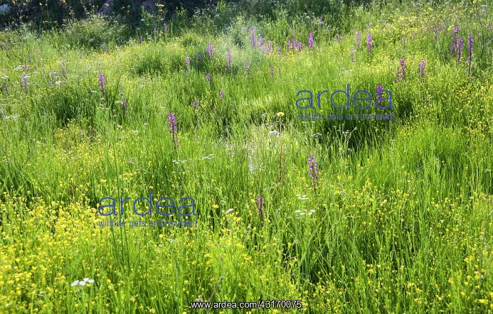 : Orchid, Loose flowered orchid, Anacamptis laxiflora : Orchid, Loose flowered orchid, Anacamptis laxiflora