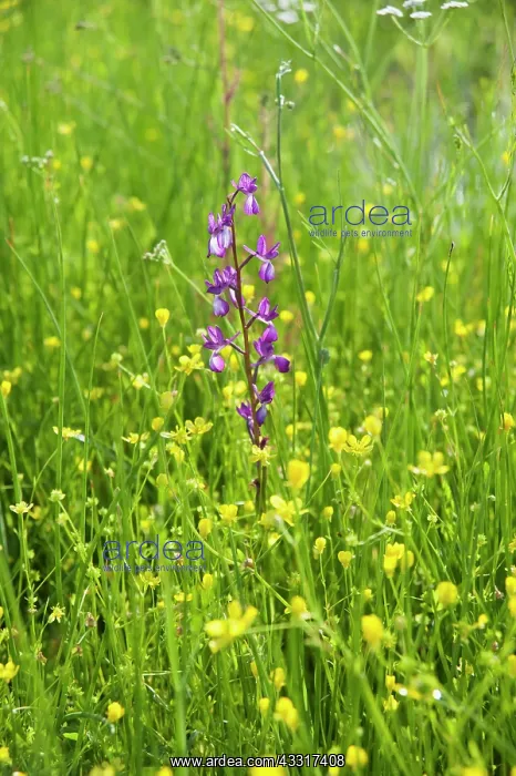 : Orchid, Loose flowered orchid, Anacamptis laxiflora : Orchid, Loose flowered orchid, Anacamptis laxiflora