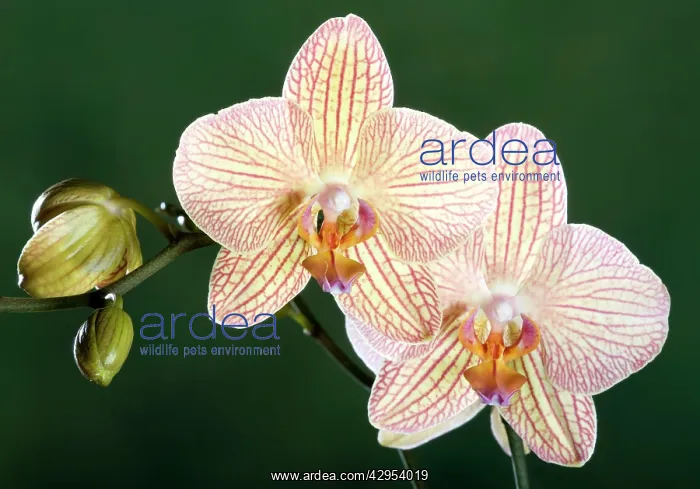 : Orchid - MalibuSBistrot : Orchid - MalibuSBistrot