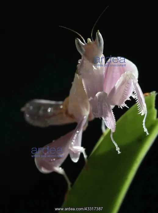 : Orchid manthis (Hymenopus coronatus) Female on v : Orchid manthis (Hymenopus coronatus) Female on v
