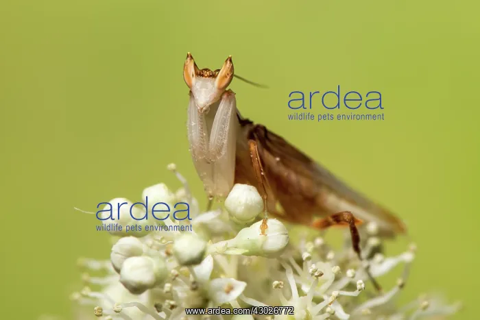 : Orchid mantis - adult male - Taken under controlled : Orchid mantis - adult male - Taken under controlled