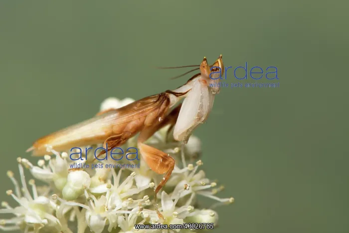: Orchid mantis - adult male - Taken under controlled : Orchid mantis - adult male - Taken under controlled