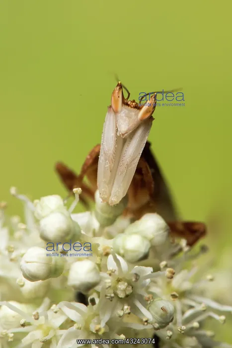 : Orchid mantis - adult male - Taken under controlled : Orchid mantis - adult male - Taken under controlled