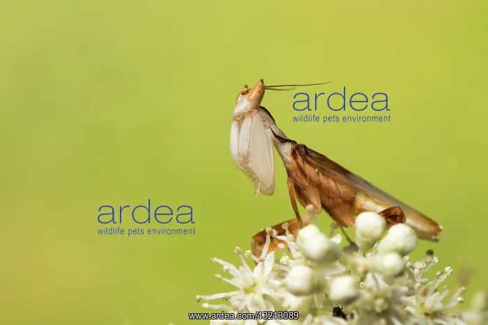  : Orchid mantis - adult male - Taken under controlled