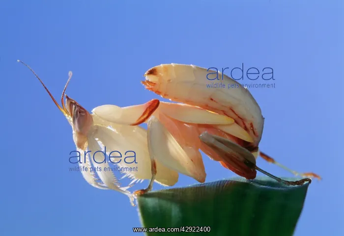 : Orchid Mantis - juvenile : Orchid Mantis - juvenile