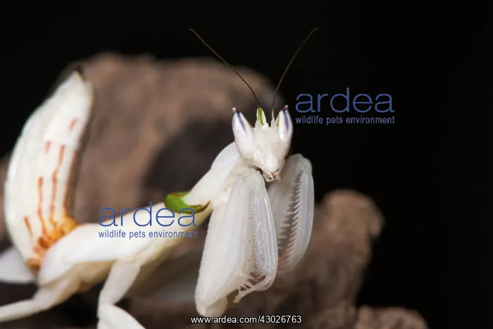 : Orchid mantis - mature female - Taken under controlled : Orchid mantis - mature female - Taken under controlled