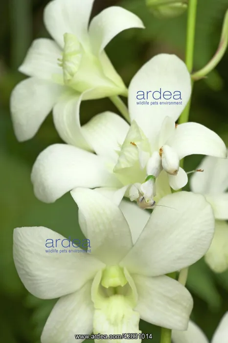 : Orchid Mantis - on orchid showing camouflage : Orchid Mantis - on orchid showing camouflage