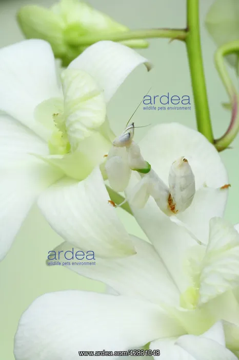 : Orchid Mantis - on orchid showing camouflage : Orchid Mantis - on orchid showing camouflage