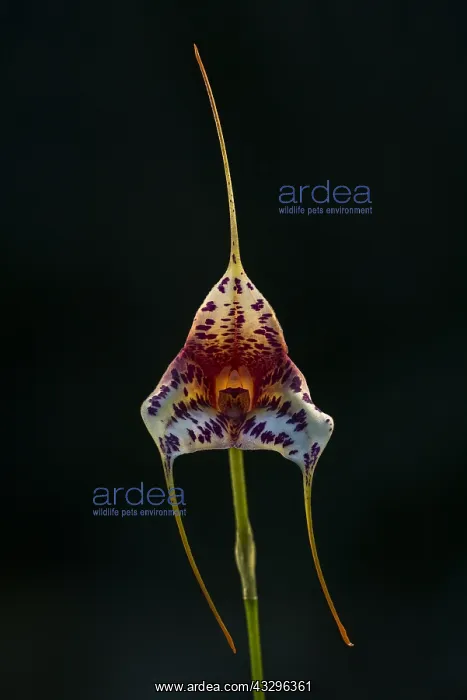  : orchid (Masdevallia chaparensis x veitchiana) Parque