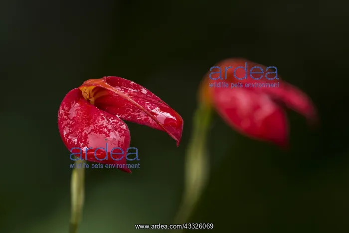 : orchid (Masdevallia ignea) endemic to Colombia : orchid (Masdevallia ignea) endemic to Colombia
