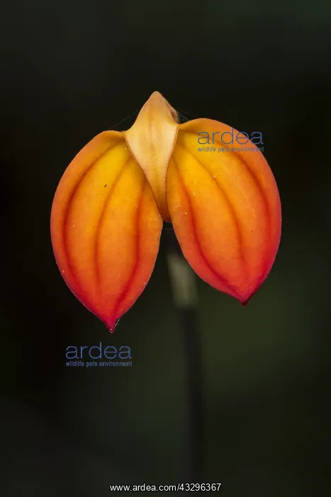 : orchid (Masdevallia ignea) Parque Nacional Natural : orchid (Masdevallia ignea) Parque Nacional Natural