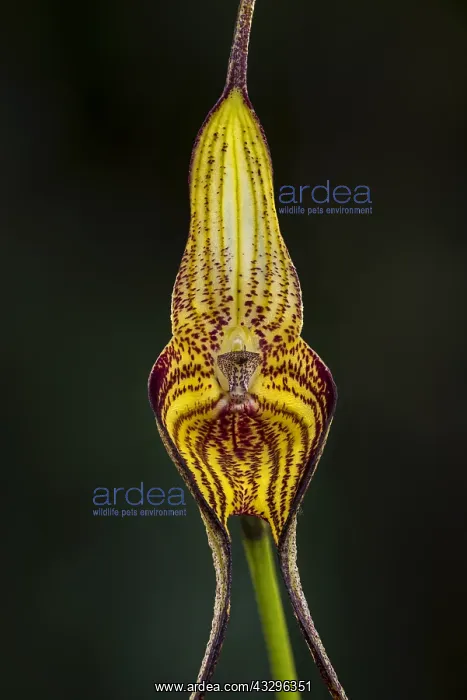 : orchid (Masdevallia manoloi) Parque Nacional Natural : orchid (Masdevallia manoloi) Parque Nacional Natural