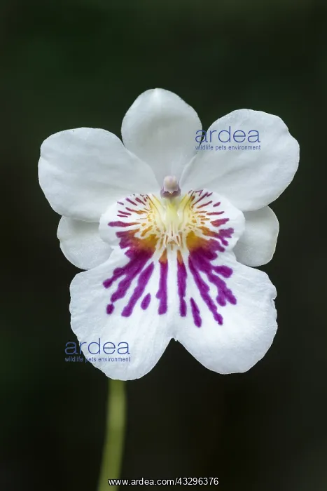 : orchid (Miltoniopsis phalaenopsis) Parque Nacional : orchid (Miltoniopsis phalaenopsis) Parque Nacional