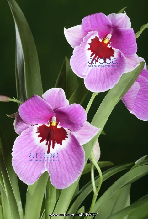 : Orchid - MiltoniopsisSPinkSdelight - South America : Orchid - MiltoniopsisSPinkSdelight - South America