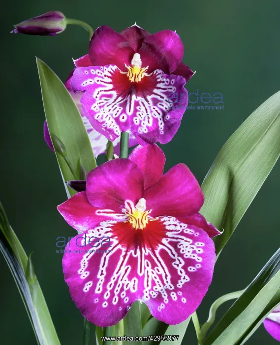 : Orchid - MiltoniopsisSRubisSfalls : Orchid - MiltoniopsisSRubisSfalls