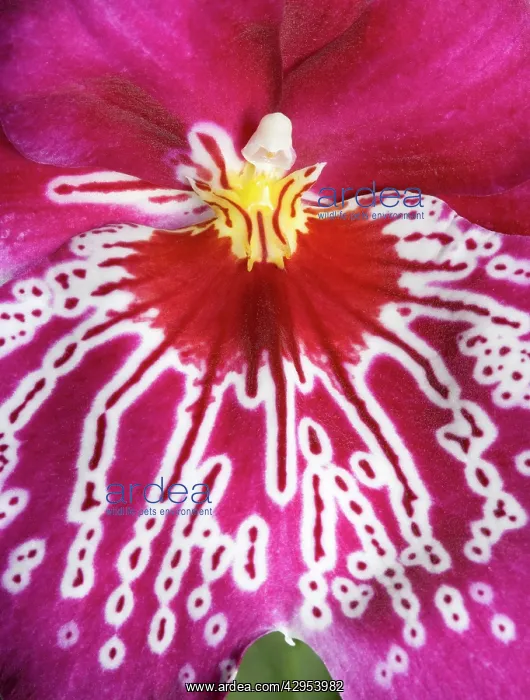  : Orchid -'MiltoniopsisSRubisSfalls - close-up of petal