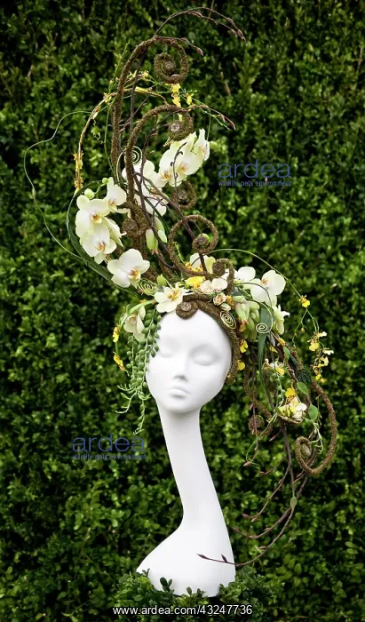 : Orchid, Moth orchid : Orchid, Moth orchid