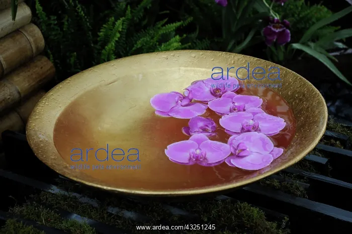 : Orchid, Moth orchid : Orchid, Moth orchid