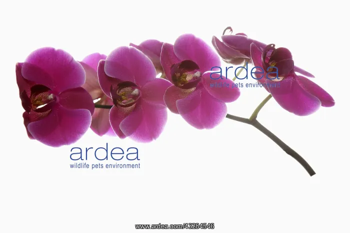 : Orchid, Moth orchid, Phalaenopsis cultivar, Pink : Orchid, Moth orchid, Phalaenopsis cultivar, Pink