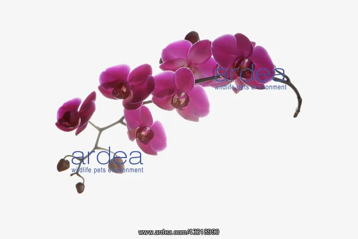 : Orchid, Moth orchid, Phalaenopsis cultivar, Pink : Orchid, Moth orchid, Phalaenopsis cultivar, Pink