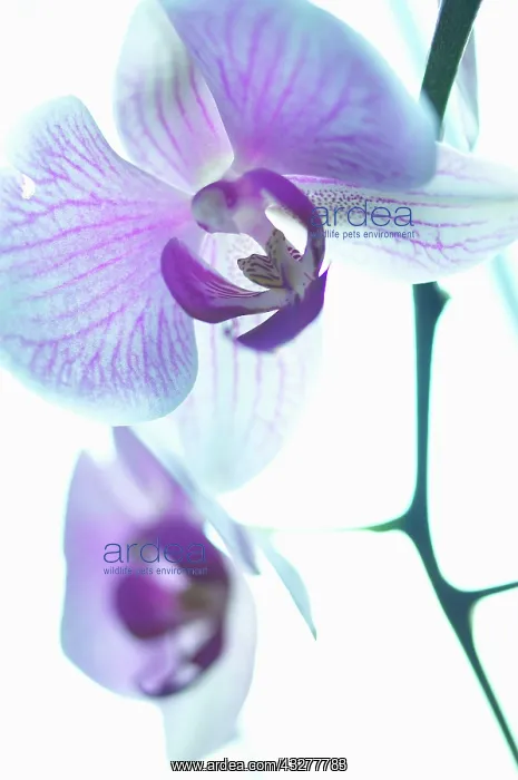 : Orchid, Moth orchid, Phalaenopsis, Studio shot of : Orchid, Moth orchid, Phalaenopsis, Studio shot of