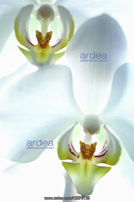 : Orchid, Moth orchid, Phalaenopsis, White subject : Orchid, Moth orchid, Phalaenopsis, White subject