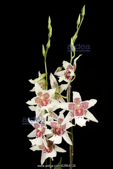 : Orchid - Odontoglossum Tahoma : Orchid - Odontoglossum Tahoma