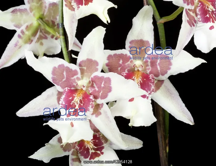 : Orchid - Odontoglossum Tahoma : Orchid - Odontoglossum Tahoma