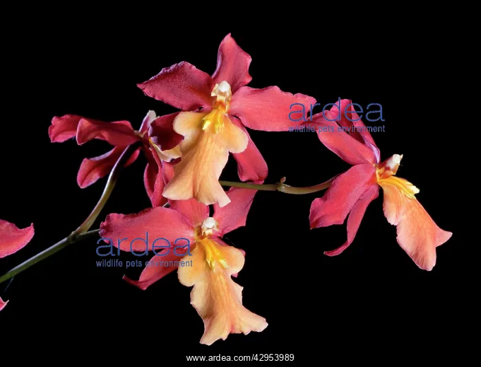 : Orchid - OdontoglossumSx burrageara - StephanSIsler : Orchid - OdontoglossumSx burrageara - StephanSIsler