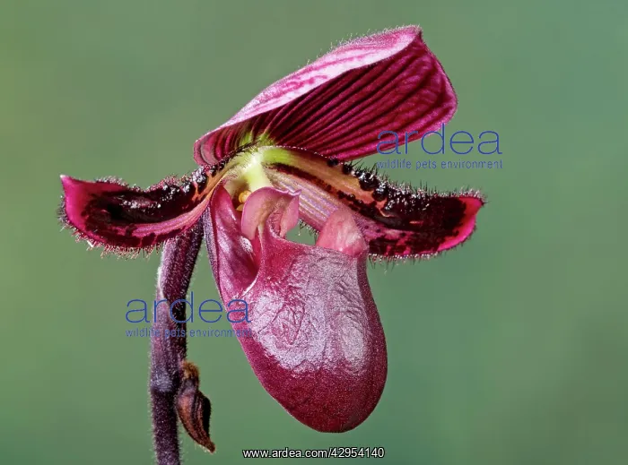 : Orchid - Paphiopedilum Black Jack : Orchid - Paphiopedilum Black Jack