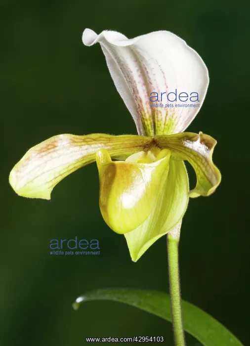  : Orchid - Paphiopedilum Insigne