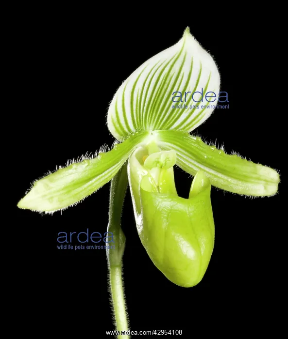 : Orchid - Paphiopedilum. Orchid : Orchid - Paphiopedilum. Orchid