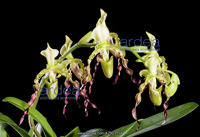  : Orchid - PaphiopedilumSparishii - Tropical Asia