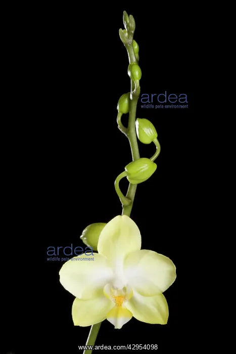 : Orchid - Phalaenopsis : Orchid - Phalaenopsis